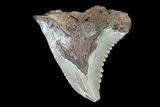 Bargain, Hemipristis Shark Tooth Fossil - Virginia #71574-1
